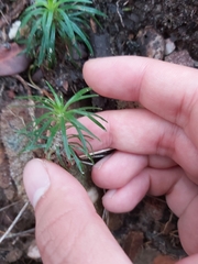 Dracophyllum secundum
