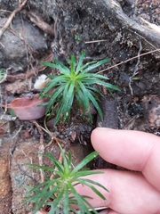 Dracophyllum secundum