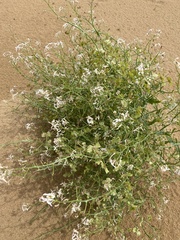 Pugionium pterocarpum