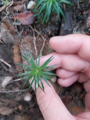 Dracophyllum secundum