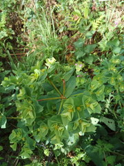 Euphorbia platyphyllos