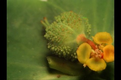 Euphorbia platyphyllos