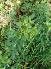 Euphorbia platyphyllos