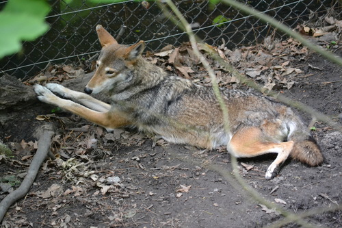 Red Wolf