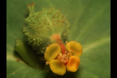 Euphorbia platyphyllos