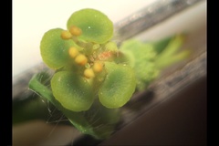 Euphorbia platyphyllos