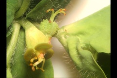 Euphorbia platyphyllos