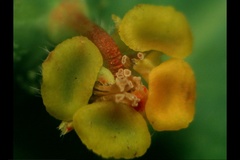 Euphorbia platyphyllos