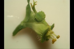 Euphorbia platyphyllos