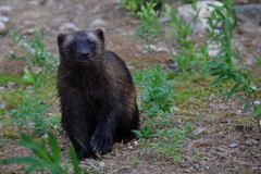 Wolverine photo 5