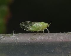 Calophya triozomima