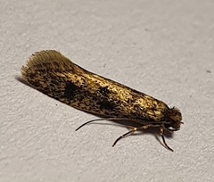 Lepidoptera