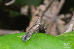 Orthopagus splendens