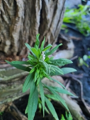 Lithospermum officinale