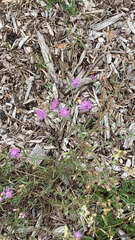 Centaurea stoebe