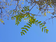 Tipuana tipu