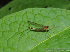 Dipteromimus tipuliformis
