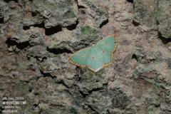 Comostola meritaria