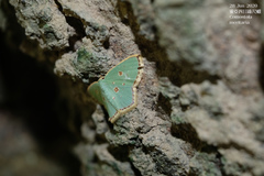Comostola meritaria