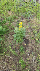 Verbascum thapsus