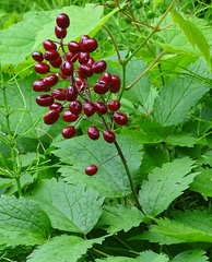 Actaea rubra rubra