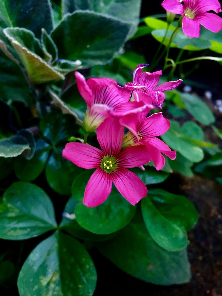 Oxalis potamophila