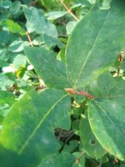 Saliceae
