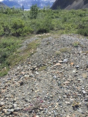 Astragalus nutzotinensis