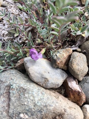 Astragalus nutzotinensis