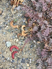 Astragalus nutzotinensis