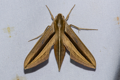 Theretra silhetensis