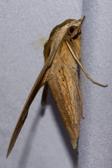 Theretra silhetensis