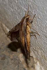 Eupanacra automedon