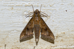 Rhagastis castor