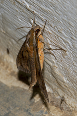 Rhagastis castor