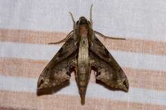 Eupanacra mydon
