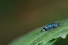 Agrilus acutus