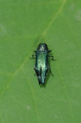 Agrilus acutus