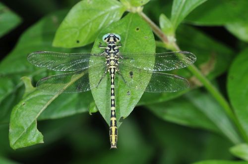 Cyclogomphus ypsilon