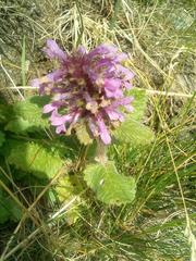 Betonica hirsuta