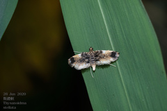 Thysanoidma stellata