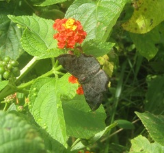 Antigonus erosus