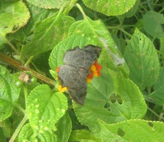 Antigonus erosus
