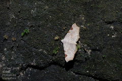 Prolophota trigonifera