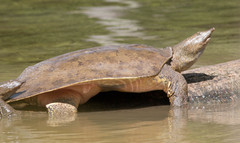 Apalone spinifera spinifera