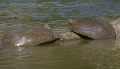 Apalone spinifera spinifera
