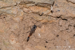 Trypoxylon petiolatum