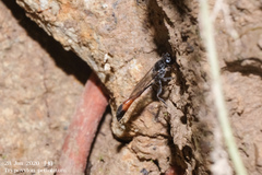 Trypoxylon petiolatum