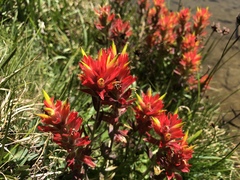 Castilleja peirsonii