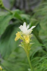 Curcuma caulina